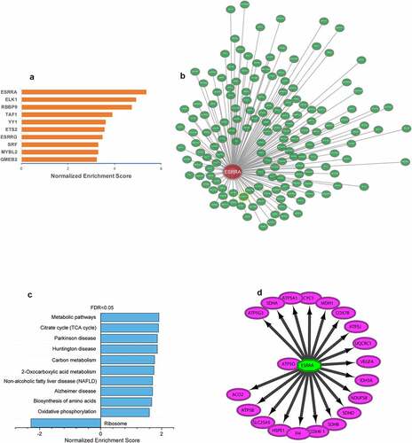 Figure 9. ESRRA is a key transcription factor of ALRGs in human skeletal muscle. (a) The potential transcription factors in the PPI network of ALRGs in GSE47881 dataset by the iRegulon plugin of Cytoscape. (b) The co-expression network of ESRRA by the Coexpedia internet tool (http://www.coexpedia.org). (c) Pathway enrichment analysis of the co-expression network. (d) The prediction of ESRRA target genes from the MSigDB and GeneSigDB databases