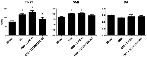 Figure 3. Nonmetric femoral trabecular microarchitecture analysis: trabecular pattern factor (TbPf), structural model index (SMI), and anisotropy degree (DA). Three-month-old male Wistar rats: sham-operated rats (SHAM) and orchidectomized rats (ORX) as baseline and castrated rats treated with 10 mg/kg of OPG–Fc twice weekly (ORX + OPG–Fc) or testosterone cypionate (1.7 mg/kg/once a week) (ORX + testosterone). Data are expressed as mean ± SD of 15 animals/group. Statistical significance: a vs SHAM; b vs ORX; c vs ORX + OPG–Fc. TbPf: ORX vs SHAM p < .05; ORX + OPG–Fc vs SHAM p < .01. SMI: ORX vs SHAM p < .05; ORX + OPG–Fc vs SHAM p < .05.