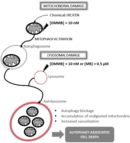 Figure 8. Scheme of working hypothesis using HaCaT keratinocytes. Parallel damage to mitochondrial and lysosomal membranes leads to autophagy-associated cell death. This figure was drawn by W. K. M.