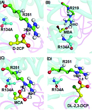 Figure 6. Interacting residues of DehD R134A mutant with different substrates. DehD R134A mutant hydrogen bonded to: (A) (2R)-2-chloropropionate (D-2CP); (B) 2-bromoacetate (MBA); (C) 2-chloroacetate (MCA); and (D) (2R)-2,3-dichloropropionate (D,L-2,3-DCP). The intermolecular hydrogen bonding is in magenta dashes measured in angstrom (Å). (Colour version available online at: www.tandfonline.com/tbeq)