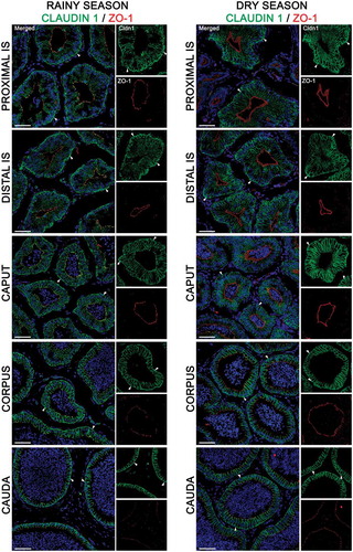 Figure 4. Expression of claudin 1 (green) and zonula occludens 1 (ZO-1, red) in the epididymis of Desmodus rotundus in rainy and dry seasons. In the rainy season, claudin 1 was detected in tight junctions and in the basolateral membrane of epithelial cells, from the initial segment (IS) to cauda regions. Claudin 1 labeling was observed in basal cells (arrowheads) in all epididymis regions at rainy and dry season. Sperm and nuclei are labeled with DAPI (blue). Scale bars: 50 µm.