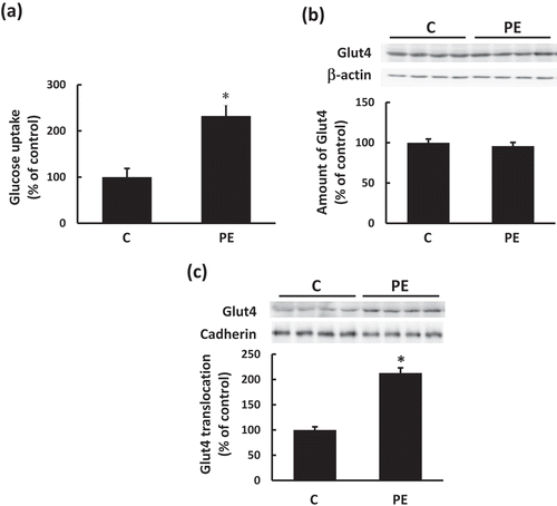Figure 1. Effects of phenethyl isothiocyanate (PEITC) on the glucose uptake, Glut4 protein levels, and translocation of Glut4 protein to the plasma membrane.(a) C2C12 myotube cells were treated with PEITC (0, 20 µM) for 6 h. Differences in glucose concentrations in the medium before and after incubation are shown as glucose uptake. (b) Cells were treated with 20 µM PEITC for 180 min in serum-free DMEM. The amount of Glut4 protein in whole cell lysates were determined using Western blotting as described in Materials and methods. Expression levels were normalized by that of β-actin. (c) After 20 µM PEITC treatment for 180 min, the cells were lysed and plasma membrane fractions were prepared. Glut4 proteins in the plasma membrane were detected using Western blotting. Immunoblotting with anti-cadherin antibody was performed as preparation control for membrane fractions. Values are shown as mean ± SE (n=4). Values with an asterisk are significantly different from each other (p < 0.05).
