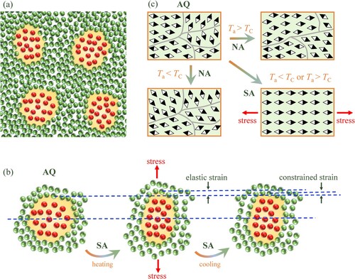 Figure 5. Schematic diagrams of (a) atomic structure at AQ state, (b) structural evolution during SA treatment, and (c) magnetic domain evolution upon NA and SA treatments.