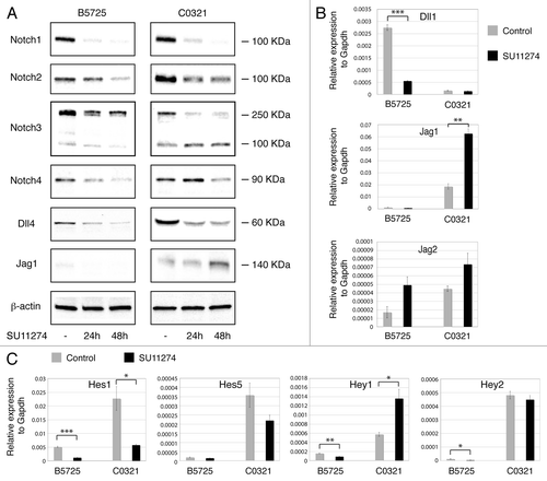 Figure 7. Met modulates Notch signaling in TNBC cells through differential regulation of Dll and Jagged ligands. (A) Western blot analysis of Notch receptors and Dll4, Jag1 ligands in B5725 and C0321 cells incubated with SU11274 at a concentration of 6 μM (in DMSO) for 24 and 48 h, or incubated with same amount of DMSO as control. β-actin is included as the loading control. (B) Relative expression levels of Dll1, Jag1, and Jag2 in B5725 and C0321 cells treated with 6 μM of SU11274 (or DMSO as control) for 48 h. mRNA levels of each gene were determined by quantitative RT-PCR and normalized to Gapdh in each sample. Shown are mean values ± standard errors from three reactions. (C) Relative mRNA levels of Notch downstream targets Hes1, Hes5, Hey1, and Hey2 in B5725 and C0321 cells treated with 6 μM of SU11274 (or DMSO as control) for 48 h. Shown are mean values ± standard errors from three reactions. *P < 0.05, **P < 0.005, ***P < 0.0005.