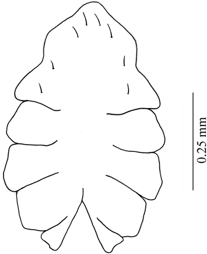 Figure 2. Armases rubripes. Ventral view of thoracic sternites of megalopa stage.