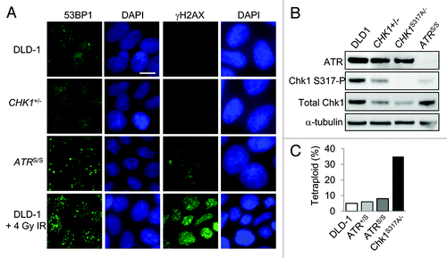 Figure 4. DNA damage and tetraploidization in p53-mutant cells with altered ATR-Chk1 signaling. (A) The localization and distribution of 53BP1 and γH2AX were assessed by immunofluorescence in untreated DLD-1 and derivatives with the indicated genotypes. Where indicated, cells were fixed 90 minutes after treatment with 4 Gy ionizing radiation. Nuclei were counterstained with DAPI. Bars, 20 um. (B) Levels of ATR, Chk1 and Chk1 S317-P phosphoprotein in cells treated with 10 Gy ionizing radiation were determined by immunoblot. (C) Ploidy was assessed in DLD-1 and the indicated derivatives by numerical analysis of metaphase chromosomes (n > 20).