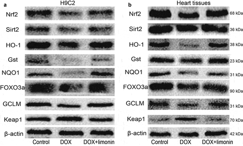 Figure 4. Limonin attenuates the Nrf2 and Sirt2 signaling inactivated by DOX. (a) The protein expression of Nrf2 and Sirt2, and their downstream effectors was examined in H9C2 cells with or without DOX treatment plus limonin or not. DOX: 1 μM, Limonin: 5 μM. (b) The protein expression of Nrf2 and Sirt2, and their downstream effectors was examined in heart tissues from rat treated differently as indicated. DOX: 10 mg/kg, Limonin: 10 mg/kg
