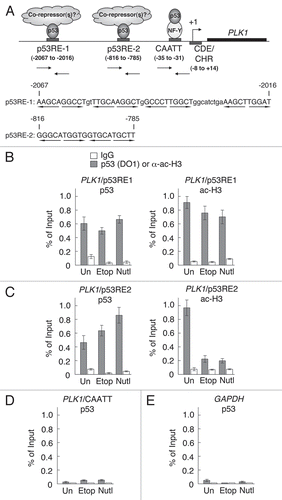 Figure 5 p53 is recruited to the PLK1 promoter in response to DNA damage. (A) Schematic showing the PLK1 promoter. The positions of the two putative p53 responsive elements (p53RE1 and p53RE2) are shown together with the CAATT box and the CDE/CHR element. The numbers in parentheses indicate the positions of these elements relative to the transcriptional start site. The arrows show the positions of primers/probes designed to examine these regions by quantitative ChIP. The sequences of the regions containing potential p53 responsive elements p53RE1 and p53RE2 are shown beneath and the bases within these elements are shown in upper case. Quarter sites are indicated by arrows. The sequence information is taken from Genbank sequence X90725. (B–E) HCT116 cells were treated with 50 µM etoposide (Etop), 10 µM Nutlin-3 (Nutl) or were untreated (Un) as control. Cells were harvested after 8 h and the presence of p53 and acetylated histone H3 on the p53RE1 (B) and p53RE2 (C) regions of the PLK1 promoter were determined by ChIP. Control immunoprecipitations were carried out using IgG. ChIP analyses was extended to the core promoter region where the CAATT box and CDE/CHR elements are located (D). As a negative control, the GAPDH promoter was examined for the presence of p53 (E). The measurements were carried out in triplicate and the results are representative of three independent experiments.