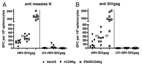 Figure 4. Cellular immune response against rMV-SIVgag: Groups of eight mice of black/6 (black circle), hCD46tg-A (gray triangle), and IFNARCD46tg (gray square) mice were immunized i.m with 105 pfu rMV-SIVgag or 105 pfu UV inactivated rMV-SIVgag (UV-rMV-SIVgag). Cellular immune response was assessed by IFNγ ELISpot 2 wk post immunization. Median values are depicted as line. (A) Spot Forming Cells (SFC) against measles N. (B) SFC against SIVgag. *1 P = 0.003** / *2 P = 0.049* / *3 P = 0.015*
