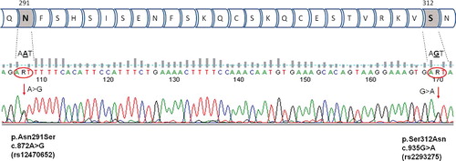 Figure 1. LHCGR rs12470652 c.872A>G/p.Asn291Ser and rs2293275 c.935G>A/ p.Ser312Asn polymorphisms – part of the LHCGR amino-acid chain and an example of A/G and G/A heterozygous sample analyzed by Sanger sequencing.