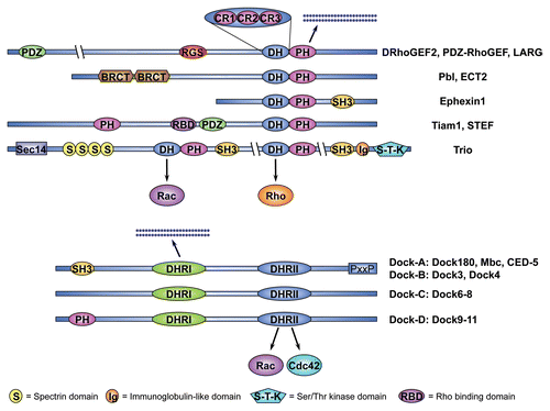 Box 2 Guanine nucleotide exchange factors of the Rho family.The Dbl family. The first RhoGEF gene to be identified was the Dbl (Diffuse B-cell Lymphoma) oncogene.Citation242 In subsequent studies Dbl was shown to induce nucleotide exchange on Cdc42Citation243 by means of a catalytic domain that encompasses approximately 180 amino acids.Citation244 This domain, now known as the DH domain (for Dbl homology), is essential for GEF activity and is conserved in all RhoGEFs of the Dbl family, which includes 69 members in humans.Citation9 In the course of the exchange reaction, the DH domain drives the displacement of GDP from the inactive GTPase. The subsequent step, the addition of GTP to the GTPase, is promoted by the high intracellular ratio of GTP over GDP. With the exception of three conserved regions (CR1, CR2, CR3), each 10–30 amino acid long, DH domains share limited sequence similarity with each other. Structure-function analyses have revealed that CR1, CR2, and CR3 form helical structures that, in the case of CR1 and CR3, are exposed to the surface of the RhoGEF and participate in formation of the Rho family GTPase binding pocket.Citation9, Citation245 Dbl-family GEFs typically possess a pleckstrin homology (PH) domain carboxy (C)-terminally adjacent to the catalytic DH domain. This DH-PH module is the minimal structural unit that can promote nucleotide exchange in vivo. Evidence suggests that PH domains can regulate GEF activity by direct modulation of DH domain function as well as by targeting of the RhoGEF to its proper intracellular location, likely via binding to membrane phospholipids.Citation246 However, the PH domains of several RhoGEFs have been shown to be dispensable for membrane localization, implicating other domains or motifs in proper protein targeting.Citation9, Citation247 Analyses of RhoGEF specificity have revealed that several RhoGEFs act exclusively on a single GTPase while others may have a broader spectrum of target GTPases. Trio-related GEFs share two DH-PH motifs of which the amino (N)-terminal DH domain induces nucleotide exchange on Rac GTPases whereas the C-terminal DH domain is specific for Rho1/RhoA. In addition to the DH-PH module Dbl-family GEFs contain a variety of conserved protein motifs that receive signals, mediate protein-protein interaction, regulate subcellular localization or modulate GEF activity. The DHR2/CZH family. A second family of RhoGEFs that is not related to the Dbl family GEFs has been described more recently.Citation10 Members of this so-called CZH (for CED-5/Dock180/Myoblast City (CDM)-Zizimin Homology) family share two highly conserved domains, designated CZH1 and CZH2 or Dock-homology region-1 and -2 (DHR1 and DHR2), of which the CZH2/DHR2 domain has been implicated in regulating nucleotide exchange on Rho family GTPases.Citation248 The DHR2/CZH family has been subdivided into the Dock-A to Dock-D groups of which Dock-A encompasses the prototypical members of this family CED-5/Dock180/Myoblast City, which have been shown to function upstream of Rac1 in several contexts.Citation194 In addition to the family typical DHR1 and DHR2 domains Dock-A GEFs posses an N-terminal SH3 domain and a C-terminal PxxP motif that is also found in Dock-B GEFs and mediates interaction with other factors such as the adaptor protein Crk. Members of the Dock-D group have an N-terminal Pleckstrin homology (PH) domain