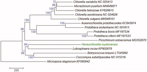 Figure 1. Phylogeneitc relationships of 14 Trebouxiophyceae green algae based on 20 peotein sequences encoded by their mitogenomes. The tree was inferred using the Neighbor-Joining method and drawn with MEGA7 (Kumar et al. Citation2016). Bootstrap supports (1000 replicates) are shown next to the branches. The tree is drawn to scale as indicatd by the scale bar and rooted with a Chlorophyceae species Microspora stagnorum as an outgroup. GenBank accession numbers are shown behind the taxon names.