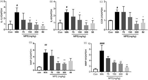 Figure 5. Effects of MPE on the expression of inflammatory cytokines, mediator and MMPS in the knee joint in MIA-induced rats. The expression of (A) IL-1β, (B) IL-6, (C) COX-2, (D) MMP-2, and (E) MMP-9 mRNA was determined using real-time RT-PCR. Values are expressed as means ± SEM (n = 4). ####p < 0.0001 vs. saline; *p < 0.05; ***p < 0.001, ****p < 0.0001 vs. MIA-treated rats.