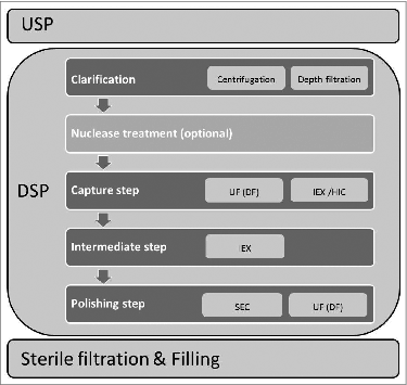 Figure 3. General scheme of virus production process with emphasis on DSP part. Abbreviations: UF-ultrafiltration; DF-diafiltration; IEX-ion exchange; HIC-hydrophobic interaction mode; SEC-size exclusion chromatography.