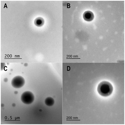 Figure 4 TEM micrographs comparing different batches of NPs; (A) NP2, (B) Cryoprotected NP2, (C) NP5 and (D) Cryoprotected NP5.