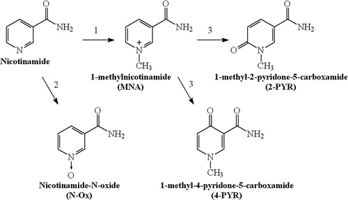Figure 1. Major pathways of nicotinamide metabolism (1, nicotinamide N-methyltransferase; 2, cytochrome P450; 3, aldehyde oxidase).