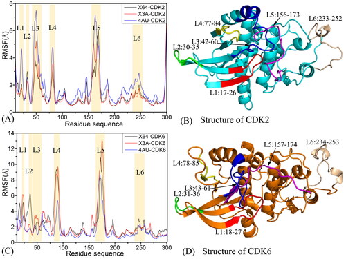 Figure 2. Root-mean-square fluctuations (RMSFs) of the Cα atoms in CDK2 and CDK6: (A) RMSFs for CDK2 complexed with inhibitors X64, X3A, and 4 AU, (B) the structure of CDK2, (C) RMSFs for CDK6 complexed with inhibitors X64, X3A, and 4 AU, (D) the structure of CDK6.
