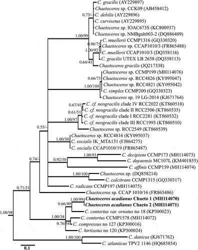 Fig. 30. 5.8S+ITS2 phylogenetic tree inferred from Bayesian inferences (BI). Support values at nodes from left to right are posterior probabilities (BI) and bootstrap percentages (ML). Scale bar indicates substitutions per site.