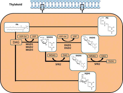 Figure 2. In thylakoids, MGDG, DGDG, SQDG and PG are synthesized by PA through different pathways. MGDG is synthesized by MGD synthetase, which catalyzes the transfer of galactose from UDP-Gal to the DAG. DGD synthase transfers a second galactose from UDP-Gal to MGDG to form DGDG; MGDG synthesizes DGDG through DGD1/DGD2 pathway, and then forms TGDG from SFR2