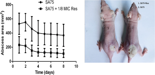 Fig. 6 Results of mouse skin infection model experiments.a Comparison of abscess size (area) of SA75 wild-type group and SA75-treated-group (cultured with 1/8 MIC Res). b Skin lesions resulting from S. aureus infection (picture taken at day 2 of infection)