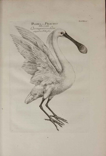 Figure 2. An example of one of the bird plates, in this case the Eurasian spoonbill, from Marsili’s account.