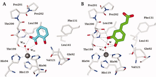 Figure 2. Active site view of hCA II in adduct with A) deacetylated aspirin (PDB 6UX1) and B) caffeic acid (PDB 6YRI). H-bonds are represented as black dashed lines. The active site zinc ion is shown as a grey sphere, and the water molecules as red spheres. Amino acid residues coordinating the metal ion or involved in inhibitor binding are also evidenced.