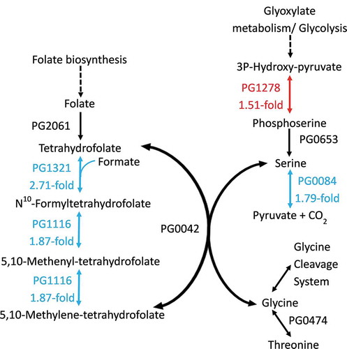 Figure 2. P. gingivalis folate-mediated one carbon superpathway. The red and cyan proteins (with corresponding colored arrows) are encoded by metabolic genes that showed significant (>1.5-fold, FDR <0.05) upregulation and downregulation respectively. The black proteins are encoded by genes that showed no change in expression during P. gingivalis W50 growth in OB:CM, relative to OBGM. Not shown is the formate transporter PG0209 whose gene was downregulated 3.21-fold. The dotted arrows indicate enzymatic steps that have not been expanded for the sake of brevity.