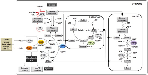 Figure 1. Schematic representation of different types of GAPDH in glycolysis and the Calvin cycle in a plant cell. Modified from Yang and Zhai [Citation14] and Zaffagnini [Citation15]. Left: The reaction of glycolysis under abiotic stress conditions with GAPN (non-phosphorylated form) and GAPC. Under oxidative stress conditions, GAPC might undergo glutathionylation. Then, GAPC activity is inhibited and results in down-regulation of the glycolysis pathway. Subsequently, this reaction prompts glucose equivalents to enter the pentose phosphate pathway, leading to the generation of NADPH (red arrow). The thiolate anion (-S-) in GAPC-S- is converted by H2O2 into sulfenic acid (GAPC-SOH). The GAPC-SOH interacts with PLDδ to generate phosphatidic acid (PA) leading to stomatal closure and activation of MAPK cascades [Citation14,Citation15]. Right: The catalytic reaction of GAPA/B and GAPCp in the chloroplast and plastid, respectively. Note: BPGA, 1,3-bisphosphoglycerate; G3P, glyceraldehyde-3-phosphate; DHAP, dihydroxyacetonephosphate; 3PGA, 3-phosphoglycerate; RuBP, ribulose-1,5-bisphosphate; RP, ribulose-5-bisphosphate.