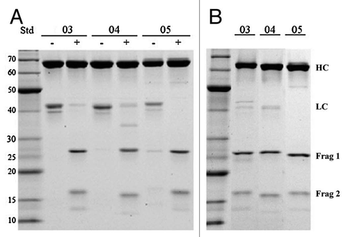 Figure 2 Cleavage of DVD-03, DVD-04 and DVD-05 (referred to simply as 03, 04 and 05) with entorokinase or thrombin visualized by reducing SDS-PAGE. (A) The DVD-Ig proteins before (−) and after (+) cleavage with either enterokinase or thrombin. (B) The cleaved DVD-Ig proteins after purification on Mab Select SuRe columns. HC and LC refer to the heavy and light chains, respectively. Frag 1 refers to the cleavage product of the light chain consisting of the constant region and the inner variable region; Frag 2 refers to the cleavage product of the light chain consisting of the outer variable region.