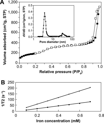 Figure 2 Nitrogen adsorption–desorption isotherms of fmSiO4@SPIONs, their pore size distribution, and the T2 relaxation rates of fmSiO4@SPIONs and i-fmSiO4@SPIONs.Notes: (A) Nitrogen adsorption–desorption isotherms of fmSiO4@SPIONs; inset: pore size distribution; (B) T2 relaxation rates of fmSiO4@SPIONs and i-fmSiO4@SPIONs as the function of iron concentrations. T2 relaxivities were 288.70 mM−1s−1 for fmSiO4@SPIONs and 177.45 mM−1s−1 for i-fmSiO4@SPIONs.Abbreviations: STP, standard temperature and pressure; fmSiO4@SPIONs, fluorescent mesoporous silica-coated superparamagnetic iron oxide nanoparticles; i-fmSiO4@SPIONs, iodinated oil-loaded fluorescent mesoporous silica-coated superparamagnetic iron oxide nanoparticles.