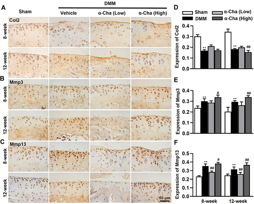 Figure 3 α-Chaconine accelerates articular cartilage matrix degradation. (A–C) Immunohistochemistry results of Col2, Mmp3, and Mmp13 proteins. (D–F) The ratios of immunoreactive positive cells of Col2, Mmp3, and Mmp13 in (A–C). Data were expressed as the mean ± SD. **P < 0.01 vs Sham group, #P < 0.05, ##P < 0.01 vs Vehicle group.