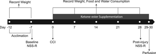 Figure 1. Study timeline. Animals acclimated for four days prior to the experiments. NSS-R test was conducted at baseline and four weeks after CCI. KE supplementation started immediately after CCI and was performed daily throughout the study. Body weight was recorded on the day animals arrived, at the beginning of the study, and then weekly for a total of 7 time points. Food and water consumption were recorded weekly at 5 time points.