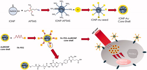 Scheme 1. Schematic illustration of the synthesis, characterization and photothermal effects of poly(ethylene glycol) coated gold@iron oxide core–shell nanoparticles conjugated with folic acid (FA–PEG–Au@IONP).