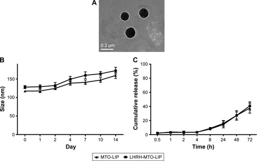 Figure 1 Characteristics of mitoxantrone-loaded liposomes. (A) TEM image of LHRH receptor-targeted mitoxantrone loaded liposomes (LHRH-MTO-LIPs). (B) Size distribution changes of LHRH-MTO-LIPs at 2 weeks at 4°C. MTO concentration was kept at 0.05 mg/mL. (C) Cumulative release kinetics of MTO from LHRH-MTO-LIPs and MTO-LIPs determined by dialysis against PBS (pH =7.4) containing 10% (v/v) plasma.Abbreviations: TEM, transmission electron microscopy; LHRH, luteinizing hormone-releasing hormone; MTO, mitoxantrone; MTO-LIP, mitoxantrone-loaded liposome; LHRH-MTO-LIP, luteinizing hormone-releasing hormone mitoxantrone-loaded liposome; PBS, phosphate buffered saline.