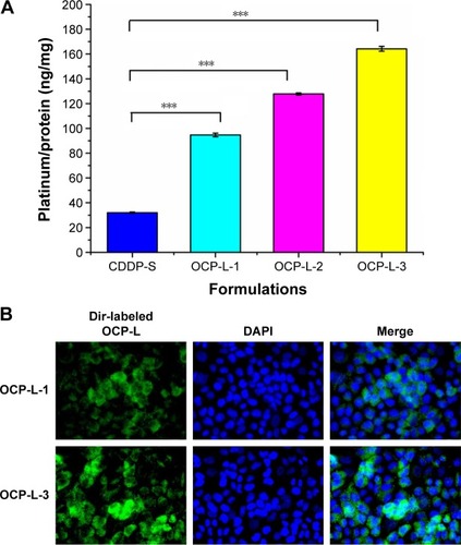 Figure 1 (A) In vitro cellular uptake of OCP-L with different OMI concentrations against A549/CDDP cells after 48 h. (B)-High–content analysis images of A549/CDDP cells after incubating with Dir-labeled OCP-L (magnification 400-fold). Data are presented as the mean ± standard deviation. ***P<0.001. The OCP-L was labeled with Dir (green), and nucleus (blue) was stained by DAPI.