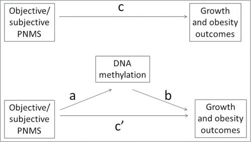 Figure 1. Mediation analysis on the relationship between exposure to objective/subjective PNMS and growth outcomes. The path coefficients are known as the direct effects, indirect effects, and total effects. The direct effect indicates the effect of a risk factor on an outcome controlling for the mediators; the indirect effect (mediating effect) indicates the effect of the risk factor on an outcome variable through an intervening variable; the total effect is the full effect of risk factor on the outcome. It represents the sum of direct and indirect effects of the path. Path a is the effect of the objective/subjective PNMS (predictor variable) on the DNA methylation (mediator), path b is the effect of the DNA methylation on growth outcomes (outcome variable) controlling for the objective/subjective PNMS, and path c' is the direct effect of the objective/subjective PNMS on growth outcomes controlling for the DNA methylation. The path a*b indicates the indirect effect/mediating effect of objective/subjective PNMS on growth outcomes through DNA methylation (mediator). Path c is the total effect of objective/subjective PNMS on growth and obesity outcomes. This model can be represented by the following equation: c = c'+ a*b.