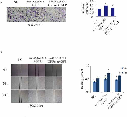 Figure 5. circCOL6A3_030 peptide, Not circCOL6A3_030, prompted GC metastasis. A. Compared to negative control, SGC-7901 cell lines migration of circCOL6A3_030 + GFP group were significantly enhanced in transwell assay. B.Compared to negative control, SGC-7901 cell lines migration of circCOL6A3_030 + GFP group were significantly enhanced in wound-healing assay. (*p < 0.05; **p < 0.01; ***p < 0.001; GC: Gastric cancer)