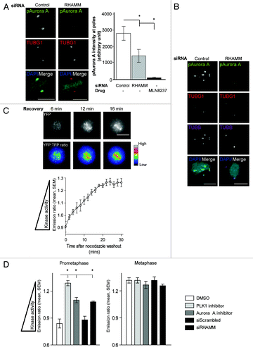 Figure 6. RHAMM is required for the temporally- and spatially- regulated activity of Aurora A. (A) pAurora A specific immunoflourescence at the spindle poles (regions of interest identified by TUBG1) was significantly reduced in cells treated with MLN8237 (Aurora A specific inhibitor) or siRNA targeting RHAMM, relative to control siRNA-treated cells. Scale bars = 10 μm. (mean ± s.d., n = 3, *P < 0.05). (B) pAurora A localization to non-centrosome microtubule assembly sites was abolished in RHAMM-silenced mitotic cells during recovery from nocodazole treatment. Scale bars = 10 μm. (C) HeLa cells expressing a Hec-1 targeted PLK1 FRET sensor were imaged during recovery from nocodazole treatment. Phosphorylation of the kinetochore-targeted sensor was highest in early prometaphase (0–18 min) and diminished to background levels by metaphase (18–20 min) as indicated by the YFP:TFP emission ratio. Scale bars = 10 μm. (mean ± SEM., n = 3, 6 cells per treatment). (D) Relative to measurements in cells incubated with DMSO vehicle control, FRET ratios for the Hec-1 targeted PLK1 substrate were significantly higher in cells incubated with either a PLK1-specific inhibitor (BI2536, 20 nM for 2 h) or an Aurora A-specific inhibitor (MLN8237, 1 µM for 2 h) during prometaphase (2 min after nocodazole washout). Pretreatment of cells with siRNA targeting RHAMM, but not with scrambled siRNA controls, also significantly augmented the FRET emission ratio in prometaphase cells. No significant change in the FRET ratio was observed in metaphase cells (20 min after nocodazole washout) (mean ± SEM., n = 3, 6 cells per treatment, *P < 0.05).