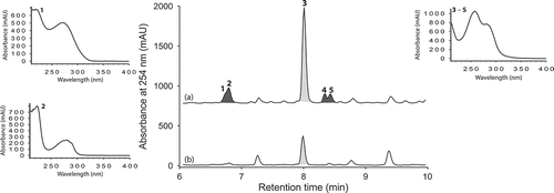 Figure 2. Expansions from the HPLC-DAD-ESIMS chromatograms (254 nm) of EtOAc extracts derived from Penicillium sp. (ACM-4616) cultured for 7 days in SDB broth (a) with and (b) without LPS (0.6 ng/mL). Enhanced and activated metabolites are shown in light and dark grey, respectively.
