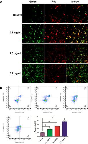 Figure 9 Effect GSZD on the membrane potential and apoptosis of the TNF-α induced MH7A cells. (A) After GSZD intervention, the mitochondrial membrane potential (MOMP, ΔΨm) change, the green fluorescence indicates that the MOMP of cell is at a normal level, while red fluorescence indicates that the MOMP of cell is decreased. ΔΨm was measured using a MOMP detection kit (JC-1) and observed using a laser confocal microscopy (100×), (B) Apoptosis was measured using flow cytometry staining with annexin V-FITC/PI. Data were expressed as mean ±SD (n=3), *p<0.01, vs normal group.