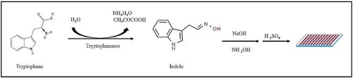 Figure 7 Schematic diagram of high-throughput colorimetric tryptophan assay.