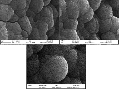 Figure 1. FEG-SEM images of CuO nanoglobules at different magnifications.