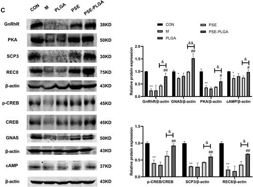 Figure 7 Continued.