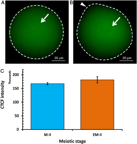 Figure 9. Representative photographs showing fluorescence intensity of Cdk1 (PSTAIRE) during postovulatory aging-induced abortive SEA. (A) Control egg (M-II). (B) Postovulatory aging increased fluorescence intensity of Cdk1 (PSTAIRE) in eggs (EM-II). (C) Bars showing CTCF analysis of fluorescence intensity of three independent experiments. Values are mean ± SEM of three independent experiments.