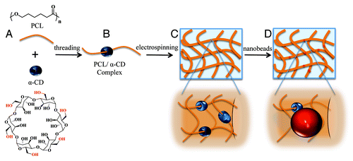 Figure 1. The chemical structures of PCL and α-CD (A), followed by inclusion complex (IC) formation (B). The IC is electrospun into fibers (C), and polystyrene nanobeads can be conjugated through the hydroxyl groups of α-CD on the fiber’s surface (D).