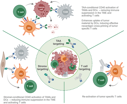 Figure 2. Three different classes of next-generation CD40 targeting therapies based on the nature of their second target. CD40-bispecific antibodies targeting highly expressed tumor associated antigens (TAA), i.e. Neo-X-Prime bispecific antibodies, results in tumor-direct CD40 activation and enhanced uptake of tumor material hence inducing effective neoantigen cross-priming of tumor specific T cells. Stroma-targeting bispecific CD40 antibodies facilitate tumor-directed activation of CD40. Lastly, T cell-targeting CD40 bispecific antibodies allow for re-activation of tumor specific T cells. DC: dendritic cell; TAM: tumor-associated macrophage; TAA: tumor-associated antigen; TME: tumor microenvironment. Created with BioRender.com.