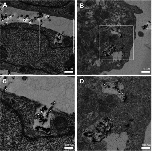 Figure 3 TEM images of HA (A, C) and HA-Au (B, D)-internalized hMSCs show that the particles can be uptaken by cells (black dots in white boxed areas in A and B (scale bar, 1 μm), with corresponding amplified images of C and D (scale bar, 500 nm).Abbreviations: TEM, transmission electron microscope; hMSCs, human bone marrow-derived mesenchymal stem cells; HA, hydroxyapatite; HA-Au, gold nanoparticles-loaded hydroxyapatite.