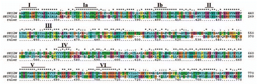 Figure 3 Protein alignment of superkiller helicase group members, SKI2W and SKIV2L2. The consensus for eight conserved motifs, motif I (AHTSAGKT), motif Ia (TSPIKALSNQ), motif Ib (MTTE IL), motif II (DExH), motif III (SAT), motif IV (xxFTFSx), motif V (TET FAMGxNMPA) and motif VI (QMxGRA GR) are identified on top of the alignment made with ClustalX alignment program. The names of superkiller helicases are identified on the left and sequence positions are given on right. Asterisks and dots drawn on top of sequence indicate identical residues and conservative amino acid changes, respectively. Gaps in the amino acid sequences are introduced to improve the alignment. Only a part of protein alignment with conserved helicase motifs is shown.