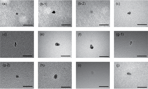 Figure 3. TEM images of typical particles with electrical mobility diameters Dm of 30 nm. (a) PSL particle, (b-1) Diesel A (high idle): Agglo, (b-2) Diesel A (high idle): Non-agglo-tra, (c) Diesel A (high torque): Agglo, (d) Diesel B 60 km/h: Agglo, (e) DISI A 20 km/h: Agglo, (f) DISI A 60 km/h: Agglo, (g-1) DISI B 60 km/h: Agglo, (g-2) DISI B 60 km/h: Non-agglo-opa, (h) PFI A 80 km/h: Non-agglo-opa, (i) PFI B 80 km/h: Non-agglo-tra, (j) LPG A 60 km/h: Non-agglo-opa. Scale bars with a length of 100 nm are included for reference. Agglo: Agglomerate electron-opaque particle, Non-agglo-opa: Non-agglomerate electron-opaque particle, and Non-agglo-tra: Non-agglomerate electron-transparent particle.