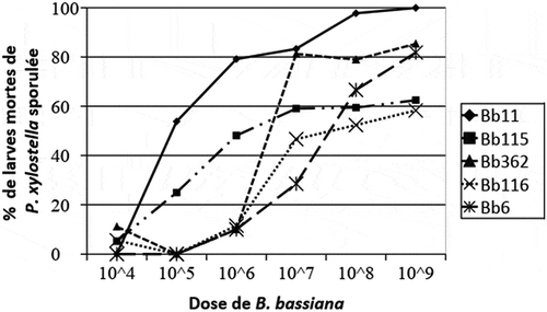 Figure 7. Sporulation rate of larvae died of P. xylostella in various doses of B. bassiana strains.